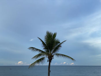 Palm tree by sea against sky