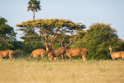 Deer on field against sky