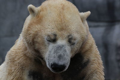 Close-up of polar bear with eyes closed sitting outdoors