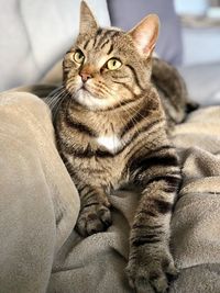 Close-up portrait of cat sitting on sofa