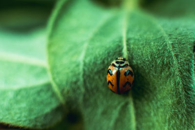 Close-up of ladybug on leaf