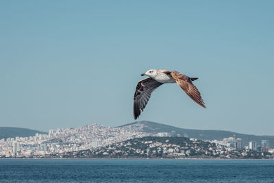 Low angle view of seagull flying over sea against clear sky