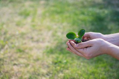 Cropped hand holding plant