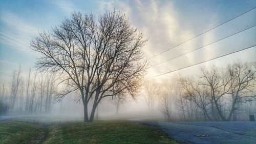 Bare trees on field against sky