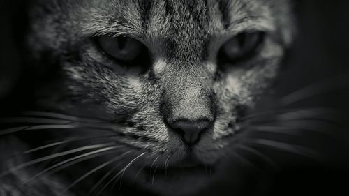 Close-up portrait of cat