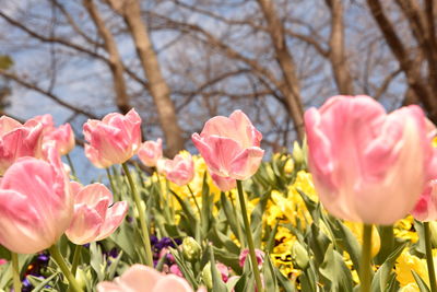 Close-up of pink tulips