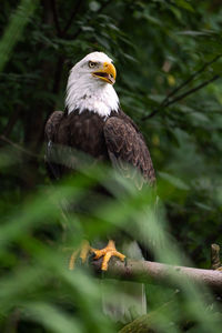 Eagle perched in tree