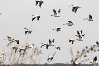 Low angle view of birds flying in the sky