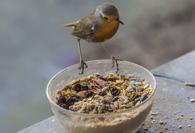 High angle view of bird eating food