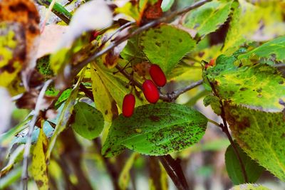 Close-up of berries on tree