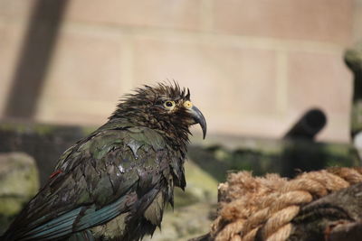 Close-up of eagle perching