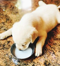 High angle view of a dog sleeping