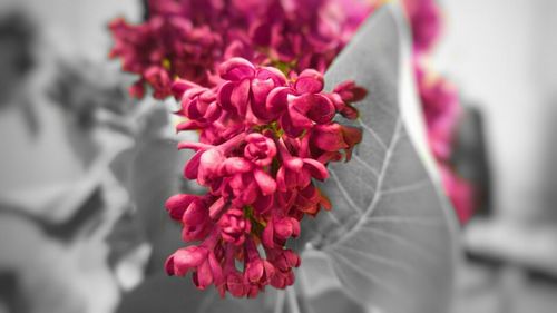 Close-up of red flowers