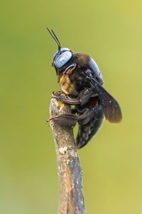 Close-up of bee