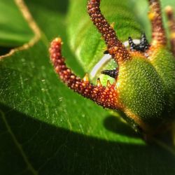 Close-up of insect on leaf