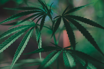 Close-up of potted plant