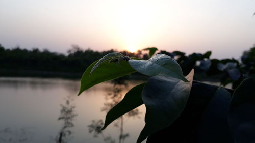 Close-up of plant against sky at sunset