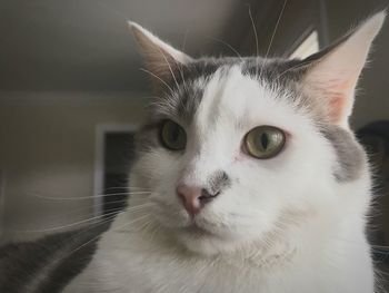 Close-up portrait of cat