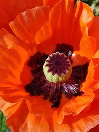 Close-up of flower blooming outdoors