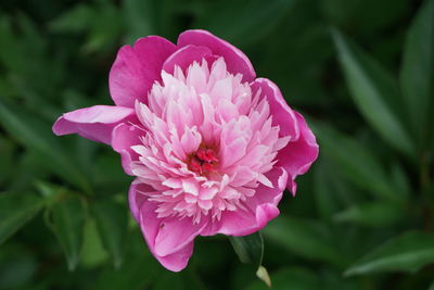 Close-up of pink rose flower