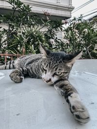 Portrait of a cat resting