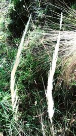 Plants growing in forest