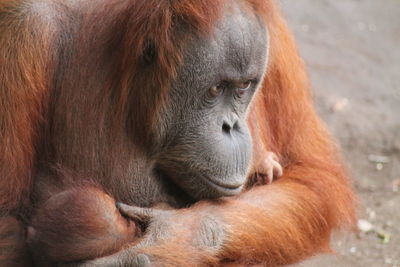 Close-up of monkey with a baby