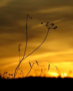 Plants against sky at sunset