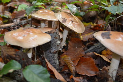 Close-up of mushroom on leaves