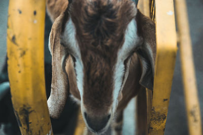 Close-up portrait of a goat