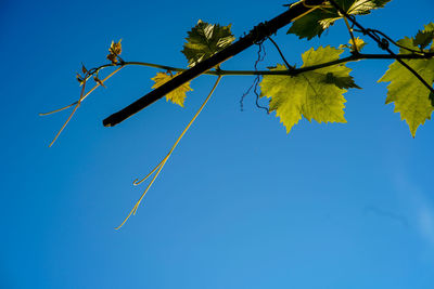 Low angle view of autumn leaves against clear blue sky