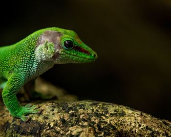 Close-up of lizard on rock