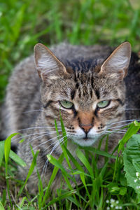 Close-up portrait of a cat