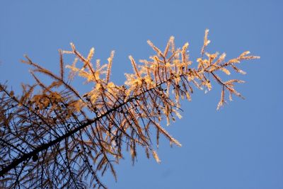 Low angle view of flowering tree against clear blue sky