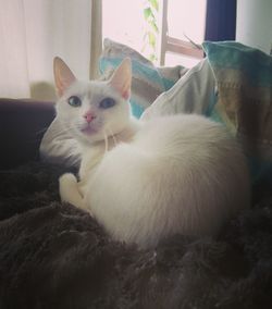 Portrait of white cat relaxing at home