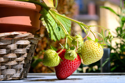 Close-up of strawberries in basket