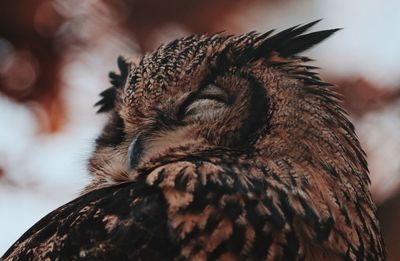 Close-up of a bird