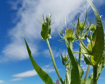 Low angle view of plant against sky