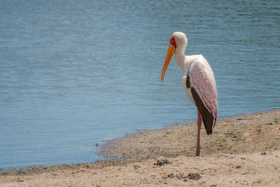 Yellow-billed stork stands on sandy river bank