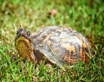 Close-up of tortoise on grassy field