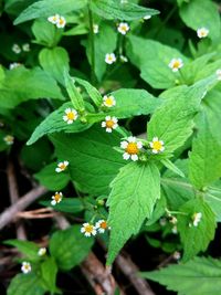 Close-up of green flowers on plant