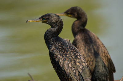 Close-up of bird perching