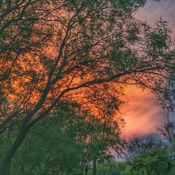 Low angle view of trees against cloudy sky during sunset