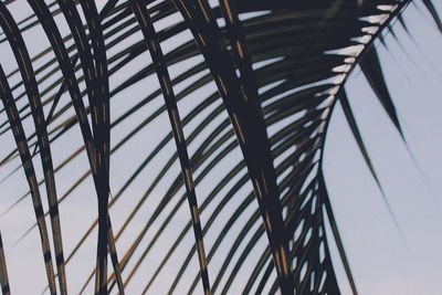 Low angle view of palm tree against sky