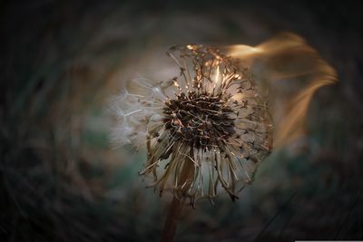 Close-up of dandelion