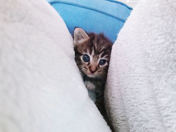 Close-up portrait of kitten