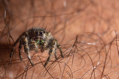 Close-up of jumping spider