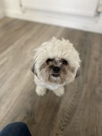 Portrait of puppy at home