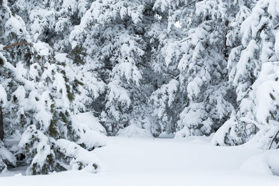 Snow covered land and trees