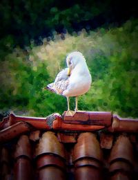 Bird perching on wall